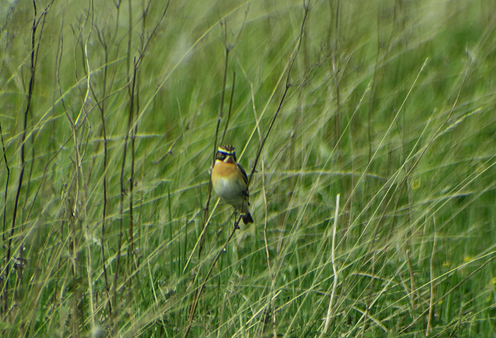 14_braunkehlchen_whinchat_raisting_2018-05-10_4234_4272