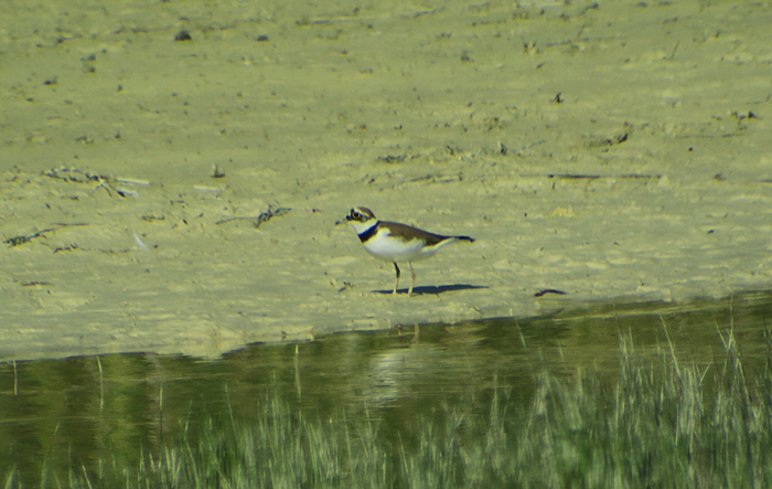 14_flussregenpfeifer_little-ringed-plover_kieswerk_landsham_2018-05-12_4497