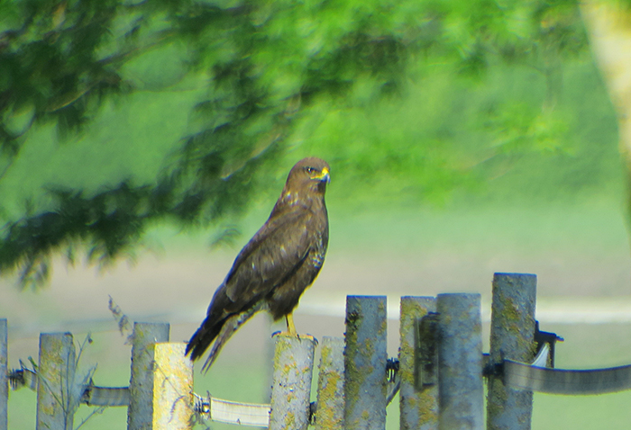 15_maeusebussard_common-buzzard-abfanggraben_2018-05-12_4517