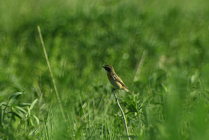 16_braunkehlchen_whinchat_abfanggraben_2018-05-12_4532