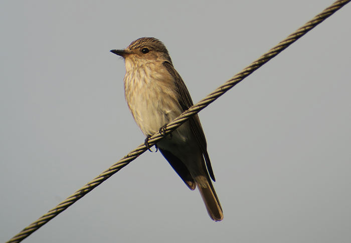 19_grauschnaepper_spotted-flycatcher_moosgrund_2018-05-12_4574