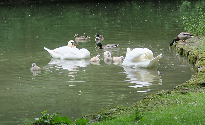 09_hoeckerschwan_mute-swan_entenweiher_2018-05-19_4773