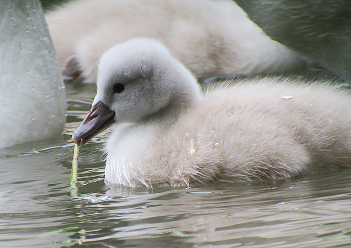 11_hoeckerschwan_mute-swan_entenweiher_2018-05-19_4762