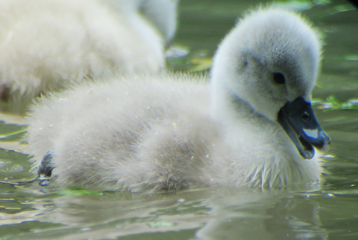 12_hoeckerschwan_mute-swan_entenweiher_2018-05-19_4766