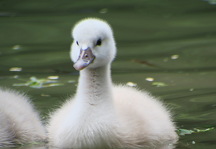 13_hoeckerschwan_mute-swan_entenweiher_2018-05-19_4777