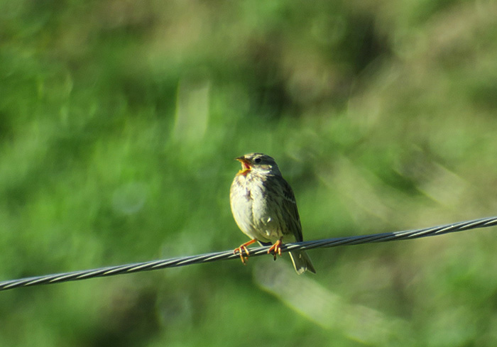 05_grauammer_corn-bunting_xinaliq_2018-05-31_6276