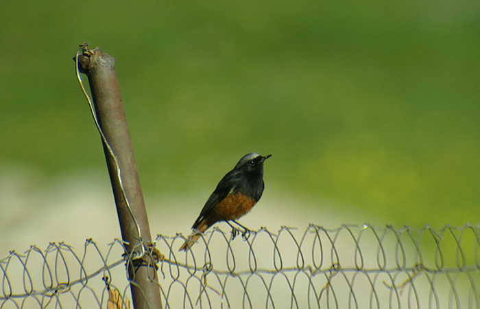 06_hausrotschwanz_black-redstart_xinliq_2018-05-31_6285