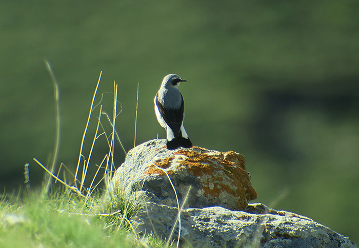 13_steinschmaetzer_northern-wheatear_bei_xinaliq_2018-05-31_6334