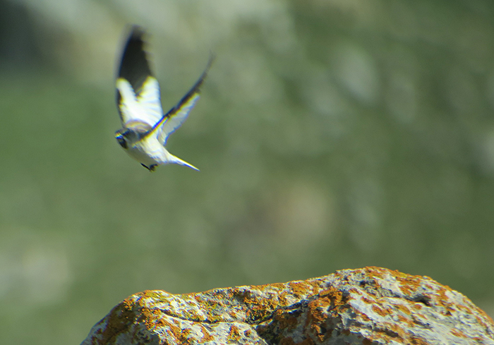 14_schneesperling_white-winged-snowfinch_quizilqaya_2018-05-31_6340