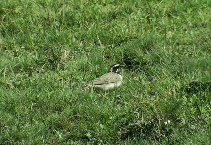 15_ohrenlerche_horned-lark_quizilqaya_2018-05-31_6348