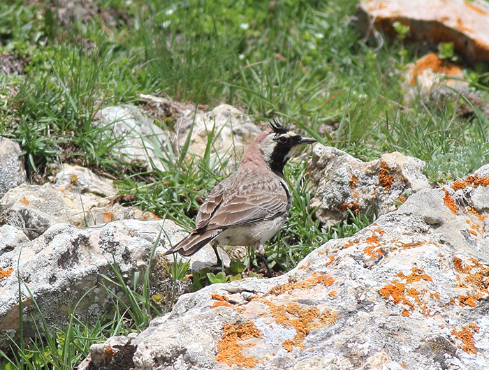 16_ohrenlerche_horned-lark_2018_05_31_markus-daehne