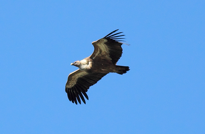 17_gaensegeier_griffon-vulture_quizilqaya_2018_05_31_markus-daehne