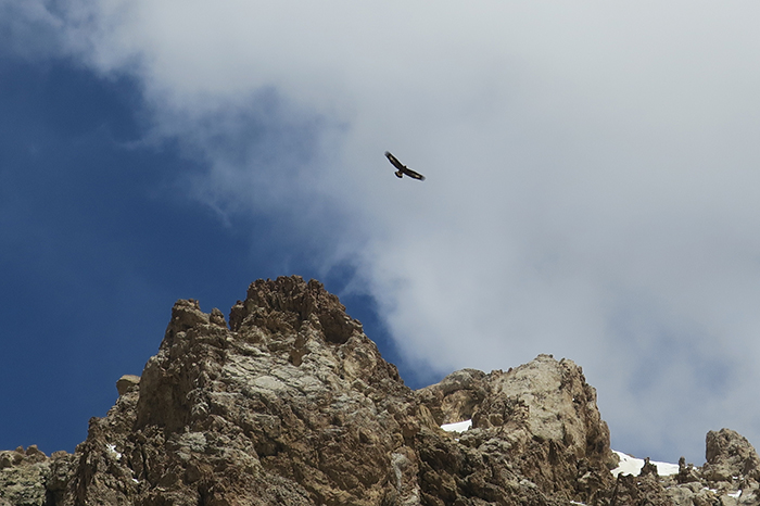 20_steinadler_golden-eagle_quizilqaya_2018-05-31_6375