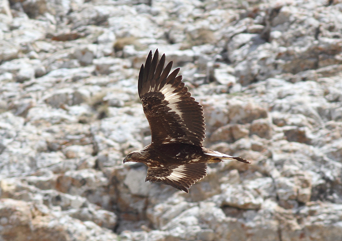 21_steinadler_golden-eagle_2018_05_31_8-markus-daehne