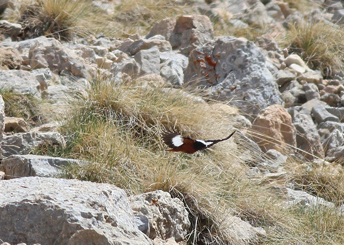 23b_riesenrotschwanz_gueldenstaedt-s_redstart_quizilqaya_kaukasus_2018_05_31_markus-daehne