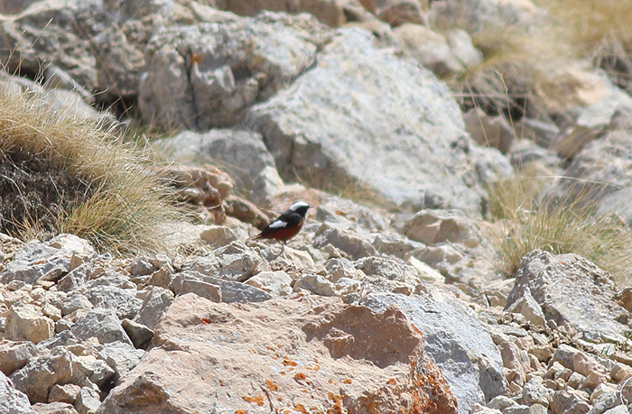 24_riesenrotschwanz_gueldenstaedt-s_redstart_quizilqaya_kaukasus_2018_05_31_markus-daehne