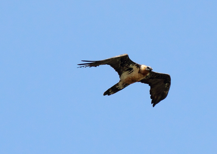 28_bartgeier_bearded-vulture_quizilqaya_aserbaidschan_2018_05_31_33-markus-daehne