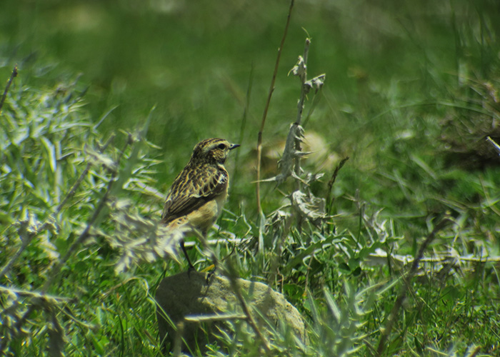 29_braunkehlchen_whinchat_xinaliq_2018-05-31_6436