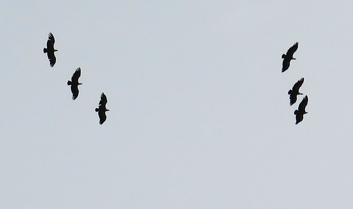 37_gaensegeier_griffon-vulture_xinaliq_2018-05-31_6498