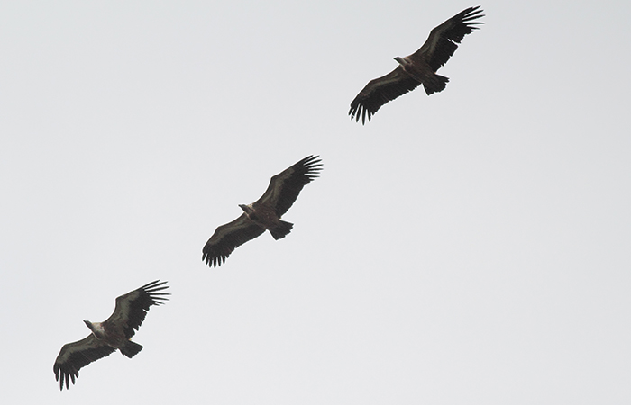 38_gaensegeier_griffon-vulture_xinaliq_aserbaidschan_2018_05_31_46-markus-daehne