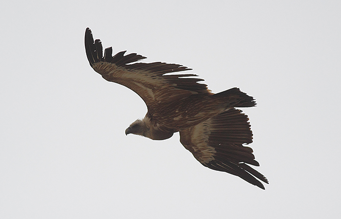 39_gaensegeier_griffon-vulture_xinaliq_2018_05_31_49-markus-daehne