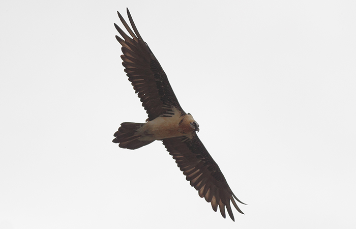 40_bartgeier_bearded-vulture_xinaliq_2018_05_31_56-markus-daehne