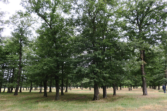 01_schikra-wald_masalli_aserbaidschan_2018-06-02_7066