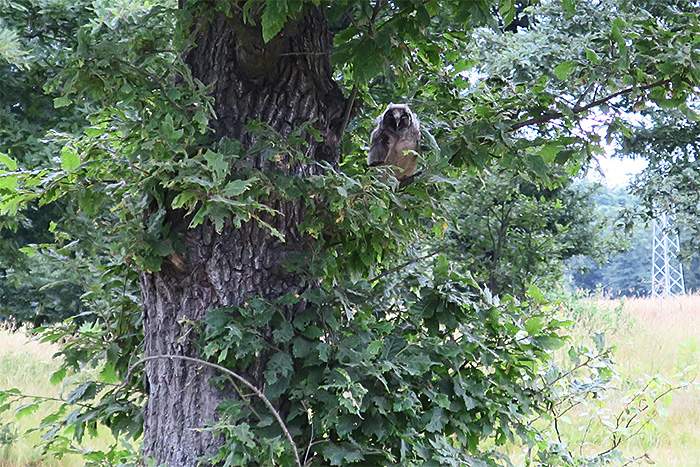 02_waldohreule_long-eared-owl_masalli_aserbaidschan_2018-06-02_7098