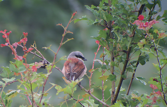 03_neuntoeter_red-backed-shrike_talysch-gebirge_2018-06-03_7617