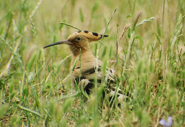 06_wiedehopf_eurasian-hoopoe_aserbaidschan_2018-06-02_7115