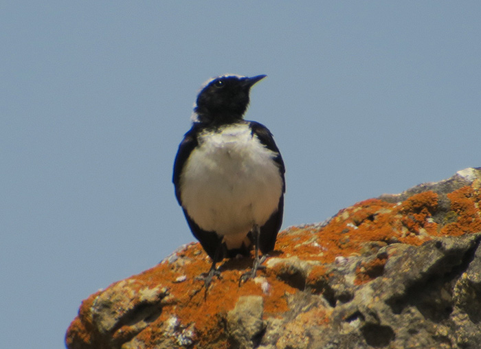 07_nonnen-oder-felsensteinschmaetzer_pied_or_finschs_wheatear_aserbaidschan_2018-06-01_6722