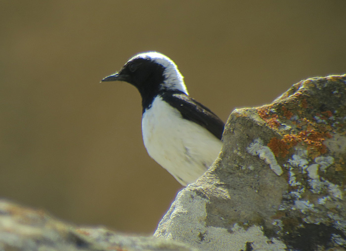 08_nonnen-oder-felsensteinschmaetzer_pied_or_finschs_wheatear_aserbaidschan_2018-06-01_6680