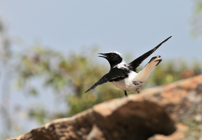 09_nonnensteinschmaetzer_pied-wheatear_4954344460-1_michael-heiss