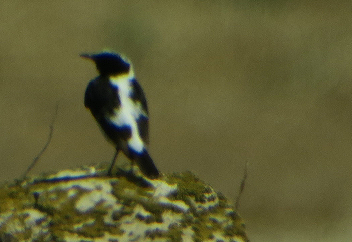 11_felsensteinschmaetzer_finschs_wheatear_aserbaidschan_2018-06-01_6777