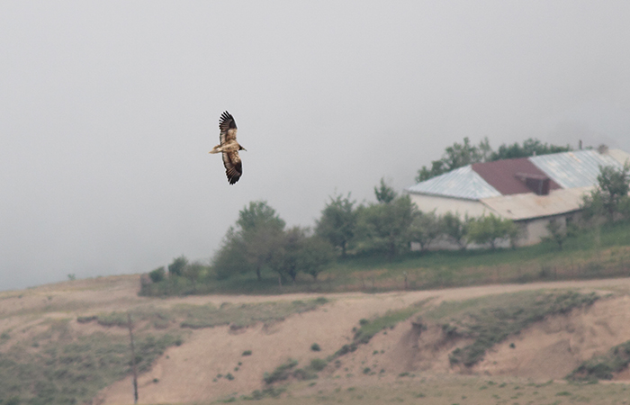 12_schmutzgeier_egyptian_vulture_talysch_2018_06_03_11-markus_daehne