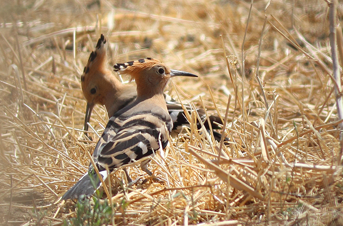 12_wiedehopf_eurasian-hoopoe-2018_06_01_50-markus-daehne