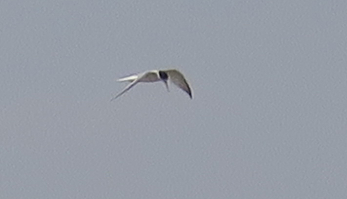 13_zwergseeschwalbe_little_tern_shirvan-fischteich_2018-06-01_6855