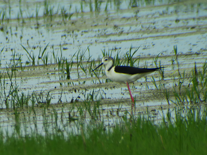 15_stelzenlaeufer_black-winged-stilt_gyzylagach_aserbaidschan_2018-06-02_7268