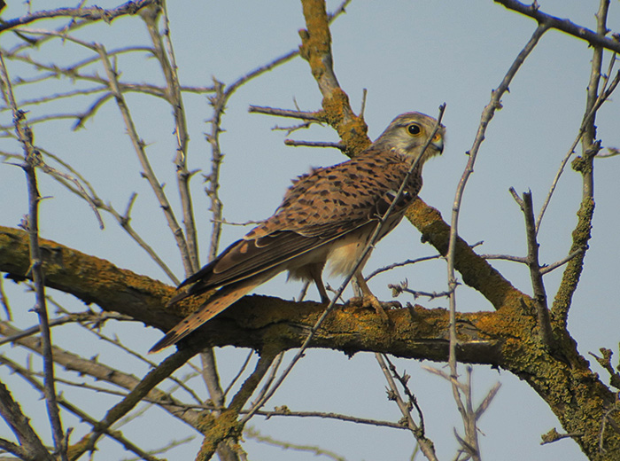 16_roetelfalke_jung_lesser-kestrel_shirvan_national-park_aserbaidschan_2018-06-01_6883