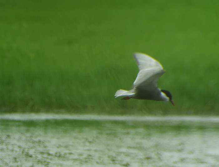 16_weissbart-seeschwalbe_whiskered-tern_gyzylagach_aserbaidschan_2018-06-02_7234