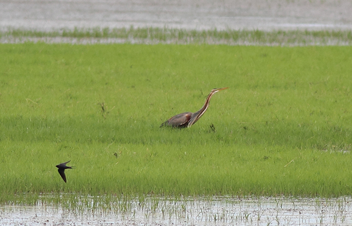 16b_purpurreiher_purple-heron_2018_06_02_37-markus-daehne