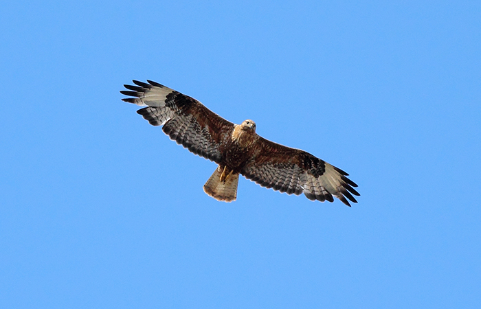 17_adlerbussard_long-legged-buzzard_talysch_2018_06_03_20-markus_daehne