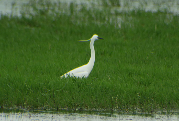 17_seidenreiher_little-egret_gyzylagach_aserbaidschan_2018-06-02_7240