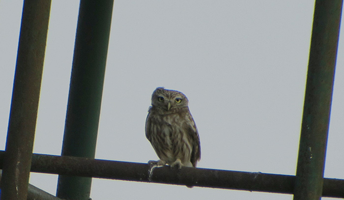 17_steinkauz_little-owl_shirvan_national-park_aserbaidschan_2018-06-01_6895