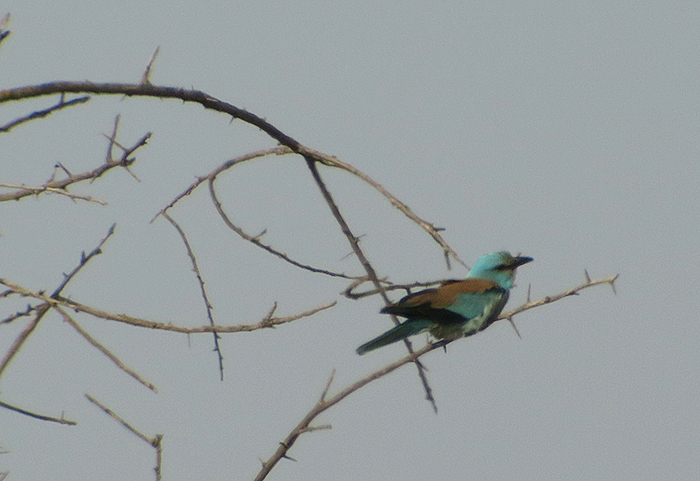 18_blauracke_european-roller_shirvan_np_2018-06-01_6912