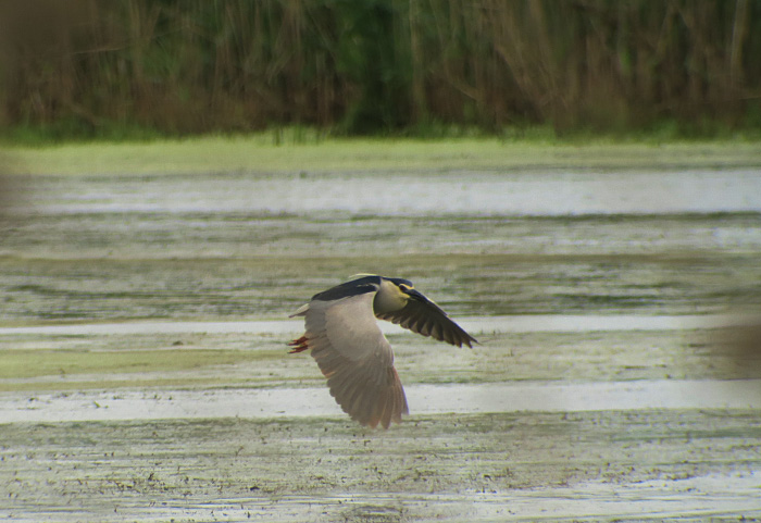 18_nachtreiher_night-heron_gyzylagach_aserbaidschan_2018-06-02_7300