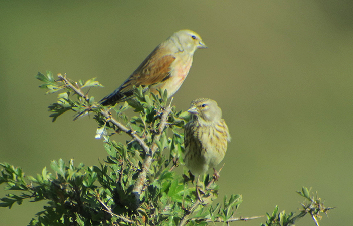 19_bluthaenfling_common-linnet_talysch_2018-06-03_7929