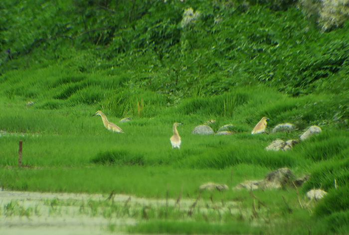 19_rallenreiher_squacco-heron_gyzylagach_aserbaidschan_2018-06-02_7273