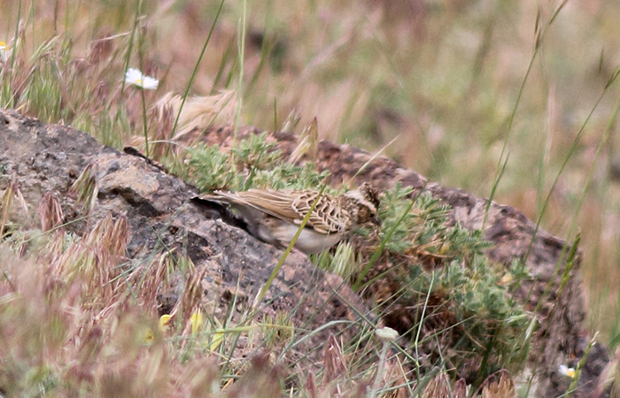 20_heidelerche_woodlark_talysch_2018_06_03_6-markus_daehne