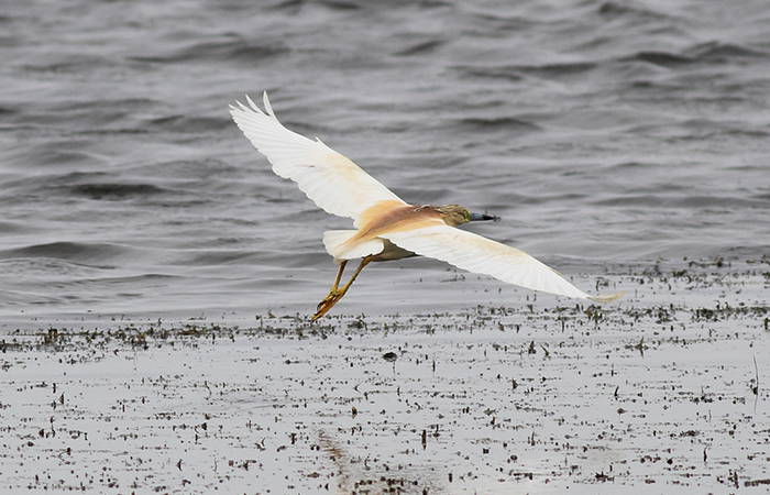 20_rallenreiher_squacco-heron_gyzylagach_2018_06_02_60-markus-daehne